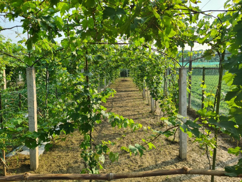 বাণিজ্যিক আঙুর চাষে সম্ভাবনার  হাতছানি