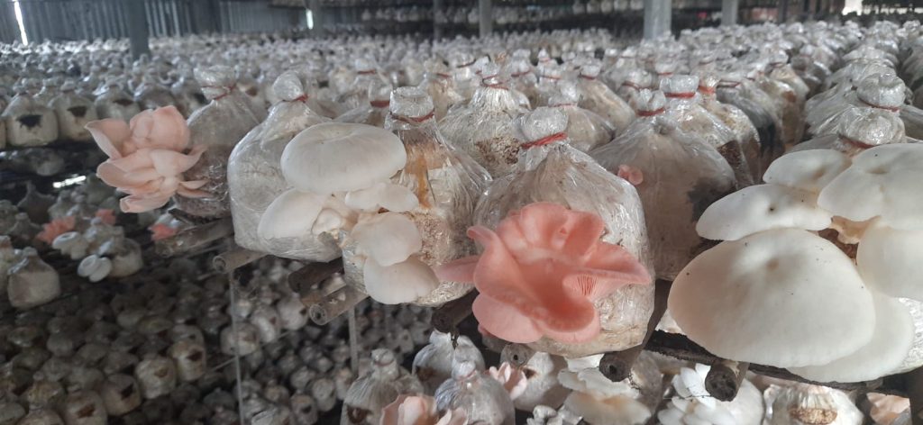 ’ সব্জি’র রাণী’ ও ‘নির্দোষ প্রোটিন ‘ মাশরুমকে নিতে হবে সবার পাতে