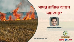 গমের জমিতে আগুন, কার দায়?