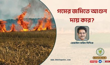 গমের জমিতে আগুন, কার দায়?