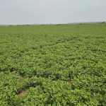 চরে বাড়ছে বাদাম চাষ