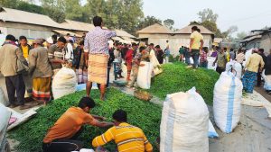 বৈদেশিক মুদ্রা অর্জনে জামালপুরের কাঁচা মরিচ