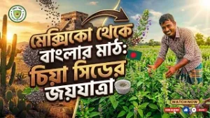 মেক্সিকো থেকে বাংলার মাঠ: চিয়া সিডের জয়যাত্রা
