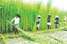 ‘সোনালি আঁশের’ গৌরব ফেরাতে পাটবীজের মানোন্নয়নে  গুরুত্ব দিচ্ছে সরকার