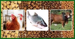 বেকারত্ব মোকাবিলায় প্রাণিসম্পদ খাতকে কার্যকরভাবে কাজে লাগাতে চায় সরকার