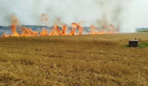 ১০০ বিঘা পাকা গমের ক্ষেতে আগুন ,নিমিষেই পুরে গেলো কৃৃষকের স্বপ্ন