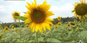 সূর্যমুখী ও মৌচাষের সমন্বয়ে ভোজ্যতেল-মধু আমদানি কমাতে আগ্রহী প্রধানমন্ত্রী