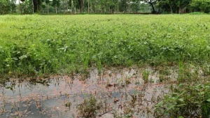 কালবৈশাখী ও টানা বৃষ্টিতে পটুয়াখালীর দুমকিতে ফসলের ব্যাপক ক্ষতি