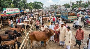 ‘কোরবানি অর্থনীতি’: গ্রামীণ ও সামষ্টিক বাজার চাঙ্গা করার মেগা উৎসব