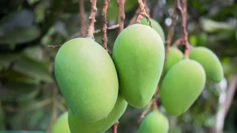 পরিণত আম চিনবেন কিভাবে?
