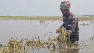 হাওরে ঢল-বৃষ্টি-জোয়ারের চেয়েও কৃষকের বড় প্রতিপক্ষ যখন মহাজন