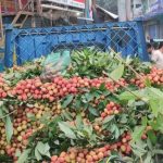 কোটি টাকার লিচুর বাজার বিজয়নগরে