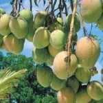 রাজশাহীতে আম পাড়ার  ‘ম্যাংগো ক্যালেন্ডার’