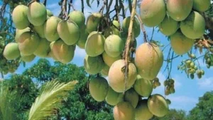 রাজশাহীতে আম পাড়ার ‘ম্যাংগো ক্যালেন্ডার’