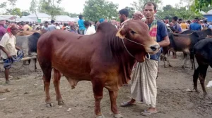 কোরবানির পশুতে স্বয়ংসম্পূর্ণ দেশ: উদ্বৃত্ত ২২ লাখের বেশি গবাদিপশু