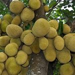 দিনাজপুরে কাঁঠালের বাম্পার ফলন