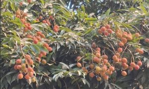রাজশাহীতে লিচুর বাম্পার ফলন: ৫৬ কোটি টাকার বাণিজ্যের হাতছানি
