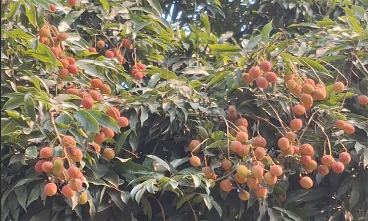রাজশাহীতে লিচুর বাম্পার ফলন: ৫৬ কোটি টাকার বাণিজ্যের হাতছানি