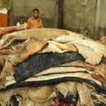 কোরবানির গরুর লবণযুক্ত চামড়ার দাম গড়ে বাড়লো মাত্র ২ টাকা , বিনা মূল্যে লবণ দেবে সরকার
