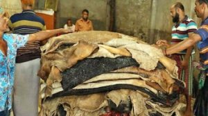 কোরবানির গরুর লবণযুক্ত চামড়ার দাম গড়ে বাড়লো মাত্র ২ টাকা , বিনা মূল্যে লবণ দেবে সরকার