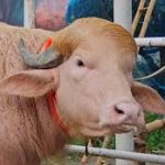 দেখার বদলে গবেষণার বিষয় হলো “ ডোনাল্ড ট্রাম্প ”
