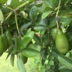 সুপারশপের দামি ফল অতি পুষ্টিকর এ্যাভোকেডোর চাষ বাড়ছে চট্টগ্রামে