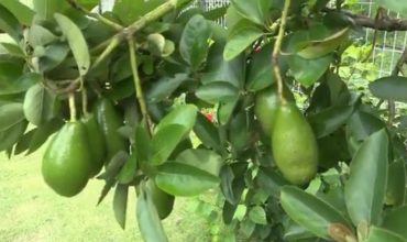 সুপারশপের দামি ফল অতি পুষ্টিকর এ্যাভোকেডোর চাষ বাড়ছে চট্টগ্রামে