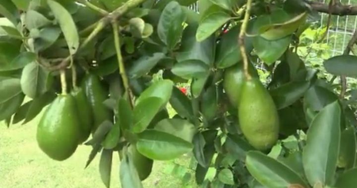 সুপারশপের দামি ফল অতি পুষ্টিকর এ্যাভোকেডোর চাষ বাড়ছে চট্টগ্রামে