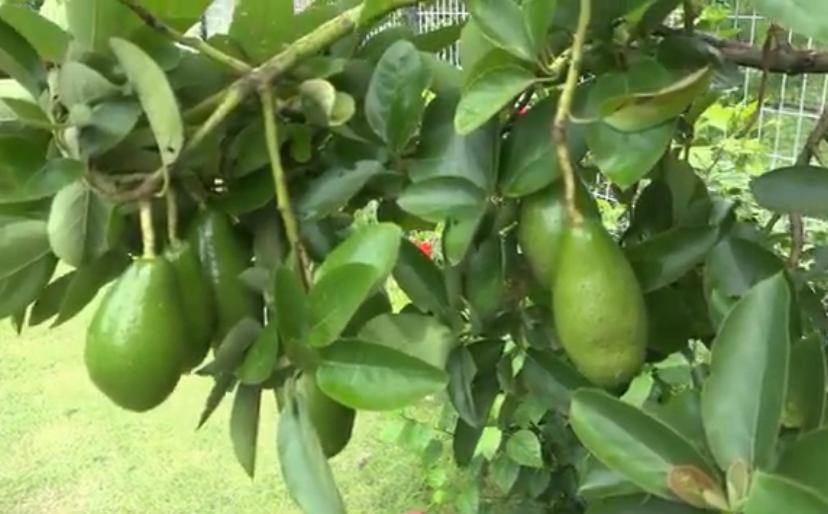 সুপারশপের দামি ফল অতি পুষ্টিকর এ্যাভোকেডোর চাষ বাড়ছে চট্টগ্রামে