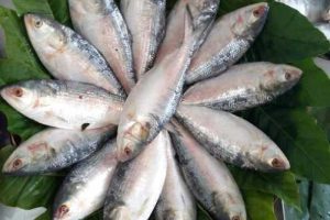 সরকারের খাতায় আহরন বাড়লেও , ক্রেতার প্রশ্ন “ ইলিশ গেলো কই?  “