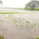 অতি বৃষ্টিতে খুলনা বিভাগে ৩৮৬ হেক্টর জমির ফসলহানিতে ক্ষতি প্রায় সাড়ে ৪ কোটি টাকা
