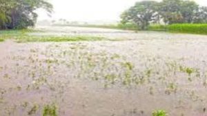 অতি বৃষ্টিতে খুলনা বিভাগে ৩৮৬ হেক্টর জমির ফসলহানিতে ক্ষতি প্রায় সাড়ে ৪ কোটি টাকা