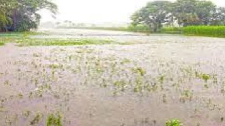 অতি বৃষ্টিতে খুলনা বিভাগে ৩৮৬ হেক্টর জমির ফসলহানিতে ক্ষতি প্রায় সাড়ে ৪ কোটি টাকা