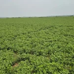 ধূ-ধূ বালুচর এখন নগদ টাকার খনি