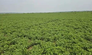 ধূ-ধূ বালুচর এখন নগদ টাকার খনি