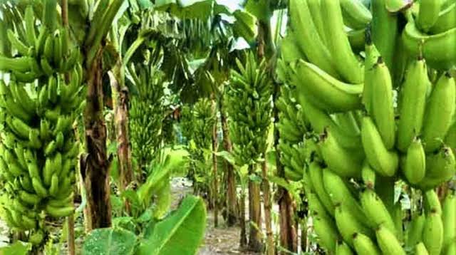 রংপুরে বাণিজ্যিক কলাচাষ বাড়লেও সংরক্ষণ ও প্রক্রিয়াজাতের অভাবে ফসল নষ্ট হচ্ছে