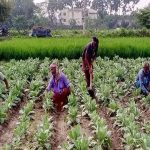 খুলনা বিভাগের  প্রায় ৫৭ হাজার কৃষকের ৪২ কোটি টাকার কৃষিঋণ মওকুফ হচ্ছে