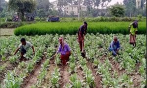 খুলনা বিভাগের  প্রায় ৫৭ হাজার কৃষকের ৪২ কোটি টাকার কৃষিঋণ মওকুফ হচ্ছে
