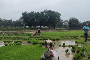 আমনের মৌসুমে ভরা বর্ষায় ভিন্ন দৃশ্য দেখছেন চাঁপাইনবাবগঞ্জের কৃষকেরা