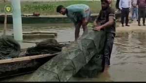 চলনবিলের অভিশাপ “ চায়না দুয়ারি জাল “ হারিয়ে যাচ্ছে ঐতিহ্যের বড় মাছ