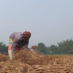  অনুকূল আবহাওয়ার পাটের উৎপাদন বেশি , ভালো দাম পাচ্ছেন চাষীরা