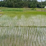 বন্যায় বিপর্যস্ত  চট্টগ্রামের কৃষি ঘুরে দাড়াচ্ছে , জমিতে আমনের চারা রোপণের ব্যস্ততা