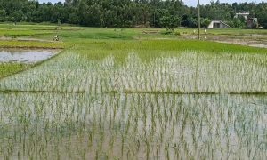 বন্যায় বিপর্যস্ত  চট্টগ্রামের কৃষি ঘুরে দাড়াচ্ছে , জমিতে আমনের চারা রোপণের ব্যস্ততা