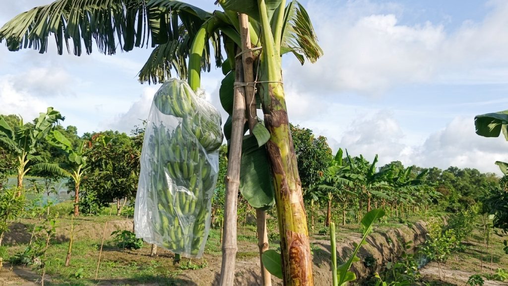 পটুয়াখালীর দশমিনায় ‘জি-৯’ কলার বাণিজ্যিক চাষে উপকূলীয় কৃষিতে নতুন সম্ভাবনা