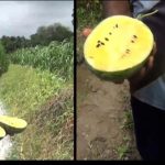 সবুজ তরমুজ কাটলে হলুদ , চাষে লাভবান উপকুলের কৃষক