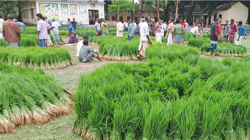 আমন বীজতলার ব্যাপক ক্ষতি: চারার দাম দ্বিগুণ