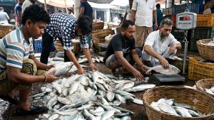 দেখা মিলছে ইলিশের, আশায় বুক বাঁধছেন জেলেরা