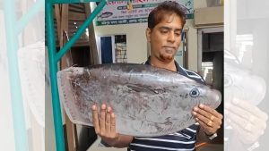 জেলের জালে বিরল প্রজাতির ‘স্লেন্ডার সানফিশ’, মানুষের খাওয়ার উপযোগী নয়