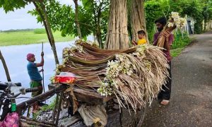বিলের শাপলা বিক্রি করে সংসারের খরচ মেটাচ্ছেন আগৈলঝাড়ার কয়েকশ’ মানুষ