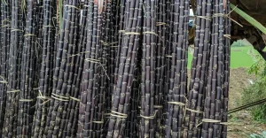 কালো আঁখ চাষে বাড়ছে আগ্রহ